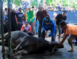 Pj Bupati Kampar Hambali Lakukan Pemotongan Hewan Qurban Idul Adha 1445 H Seberat 1 Ton Di Halaman Markas Islamic Center Bangkinang.