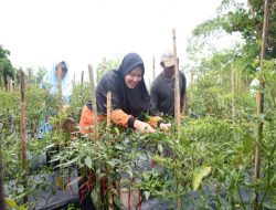 Lakukan Peninjauan Ke Kebun Cabe Kelompok Tani Dan Kebun
