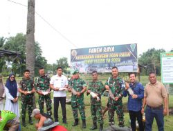 Dukung Progam Panglima TNI, Yonif 132/BS Salo Lakukan Panen Ikan Patin Dalam Meningkatkan Ketahanan Pangan