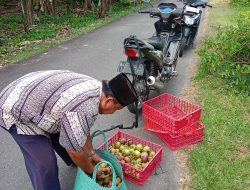 Panen manggis melimpah di Nagari campago, harga merosot drastis
