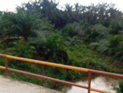 Sawit Masuk Sempadan Sungai, Warga Kabun Pertanyakan Sikap Cuek PT Padasa