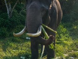 Gajah Konservasi Indro Mati di Taman Nasional Tesso Nilo, Usia Capai 45 Tahun